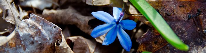 Petite fleur bleue - Trouvez moi dans la mousse dans la forêt au pied des arbres