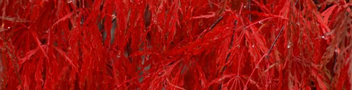 Feuilles rouges - C'est une feuille ou bien une fleur ?